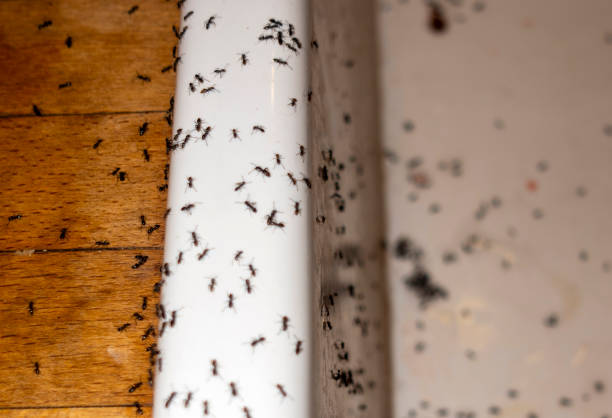 Best Pest Control Treatment  in Jeannette, PA